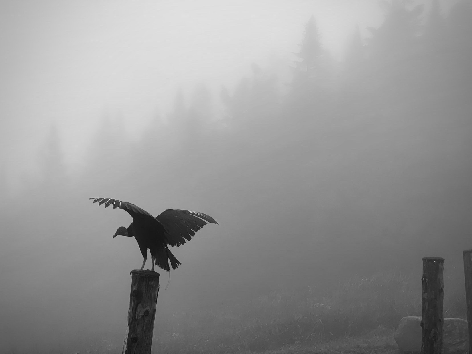 Bird with wings spread open on a foggy day.